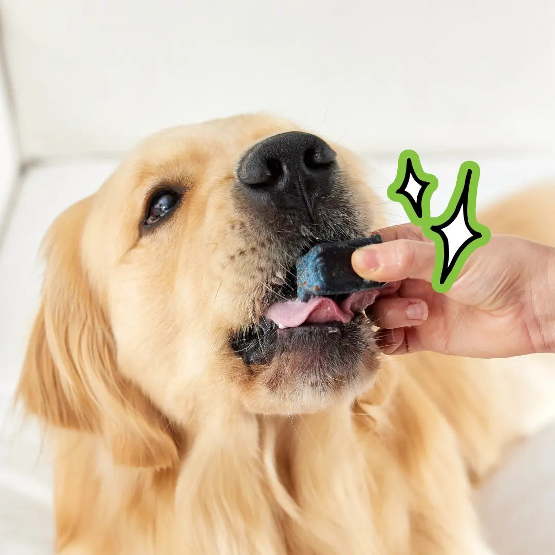 Spot & Tango PupGum Dog Dental Chews