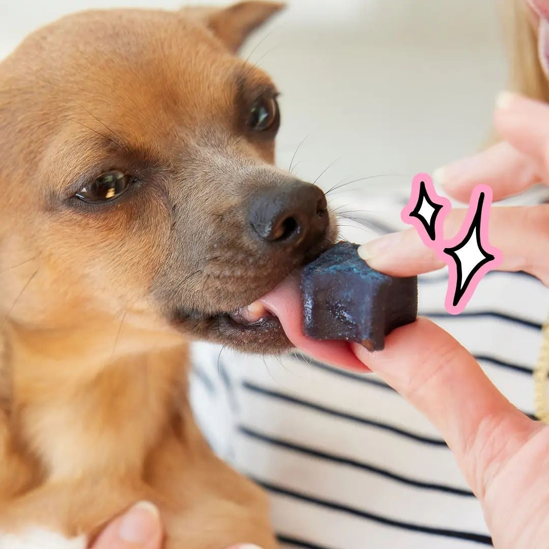 Spot & Tango PupGum Dog Dental Chews